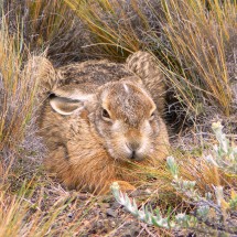 Bunny in the Pali Aike National Park